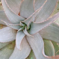 Aloe HEREROENSIS