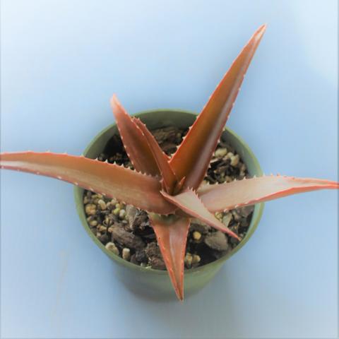 Aloe VAOMBE
