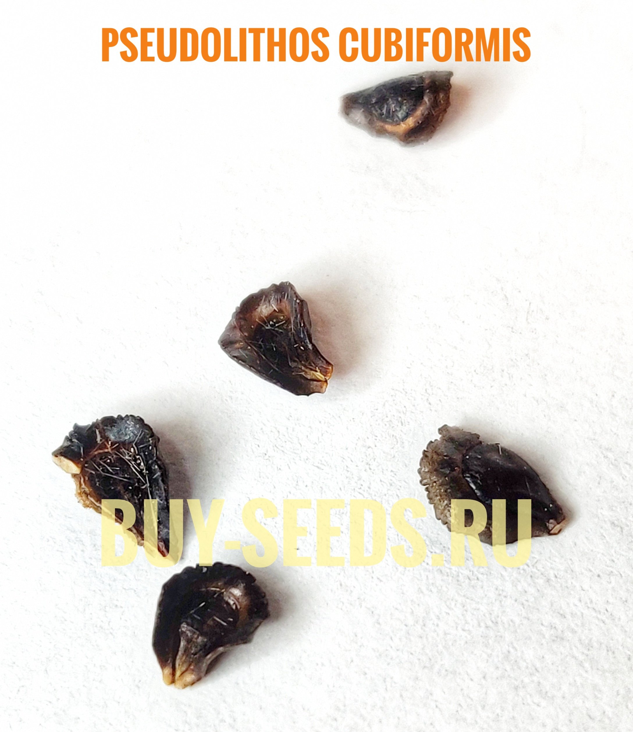Pseudolithos CUBIFORMIS - Псевдолитос Кубический, 2 семени — изображение 5