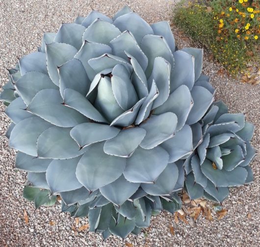 Agave PARRYI