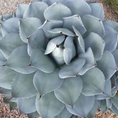 Agave PARRYI