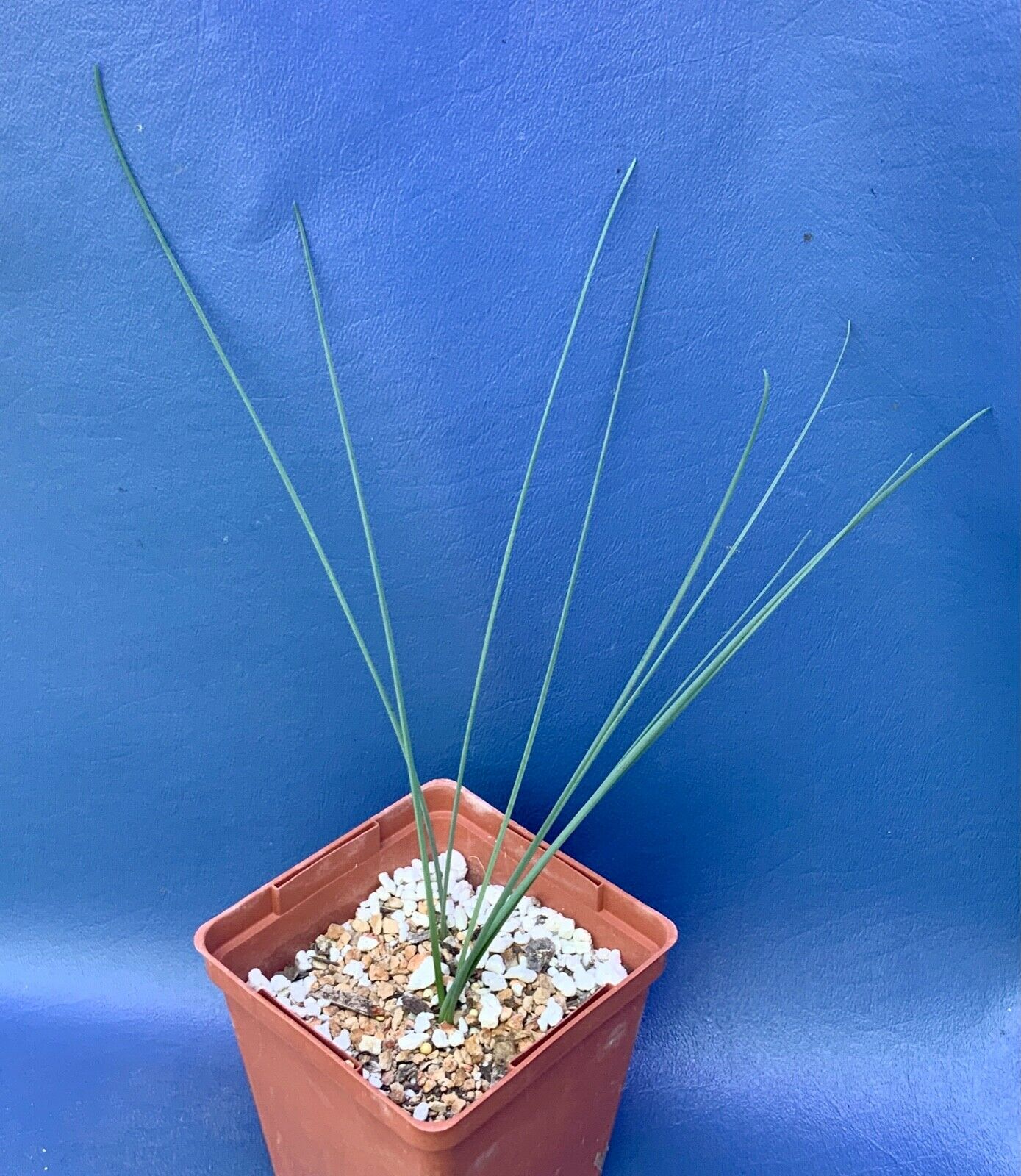 Albuca sp COOPERI RIVERSDALE