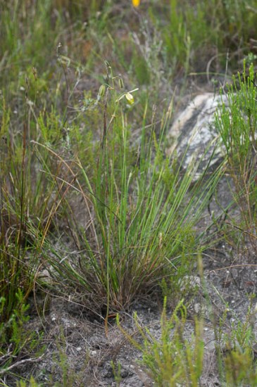 Albuca sp COOPERI RIVERSDALE