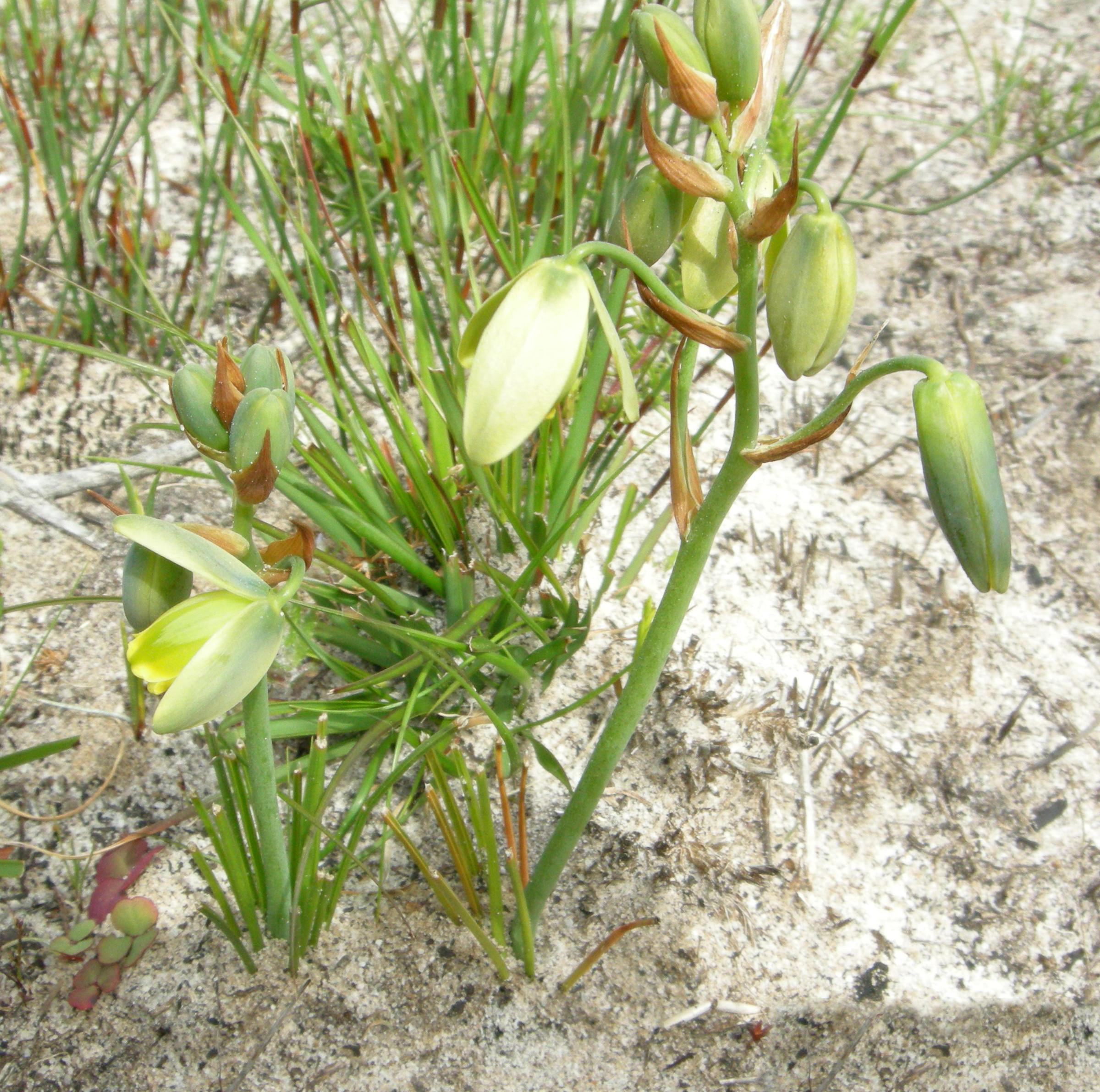 Albuca sp COOPERI RIVERSDALE