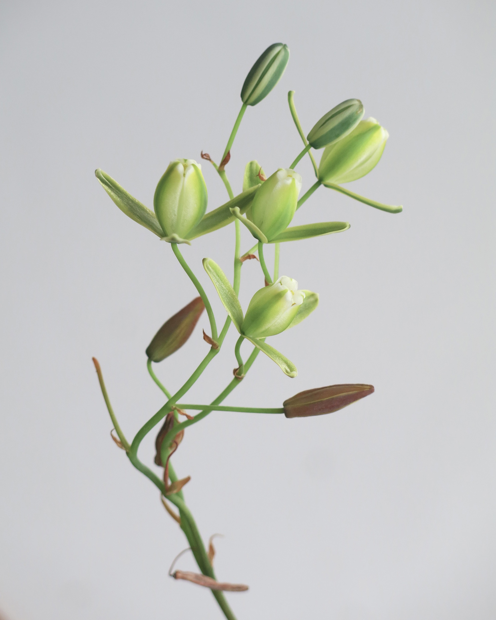 Albuca JUNCIFOLIA