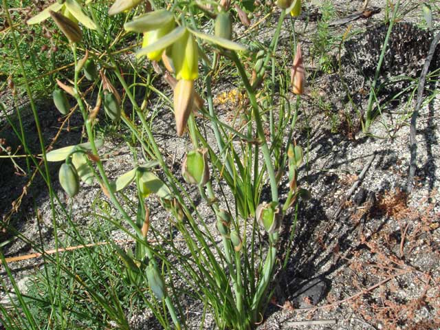 Albuca JUNCIFOLIA