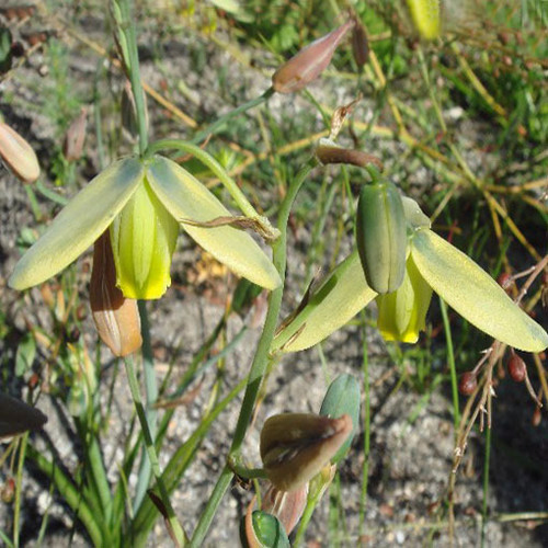 Albuca JUNCIFOLIA