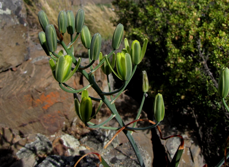 Albuca SCHOENLANDII