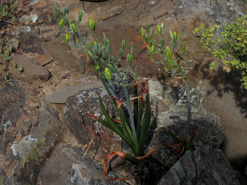Albuca SCHOENLANDII