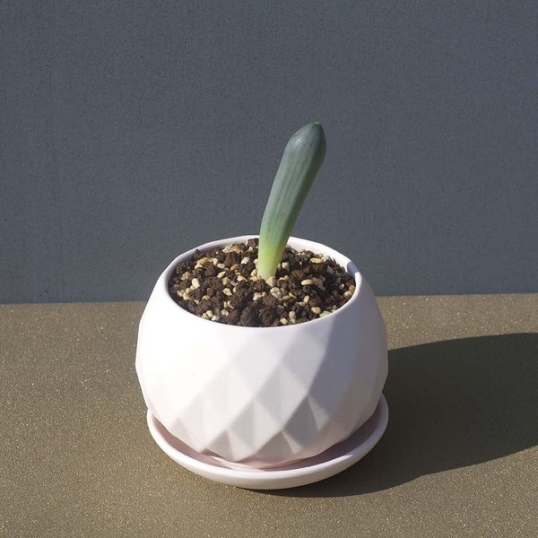 Albuca UNIFOLIATA