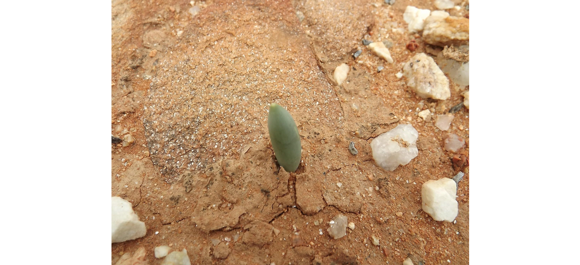 Albuca UNIFOLIATA