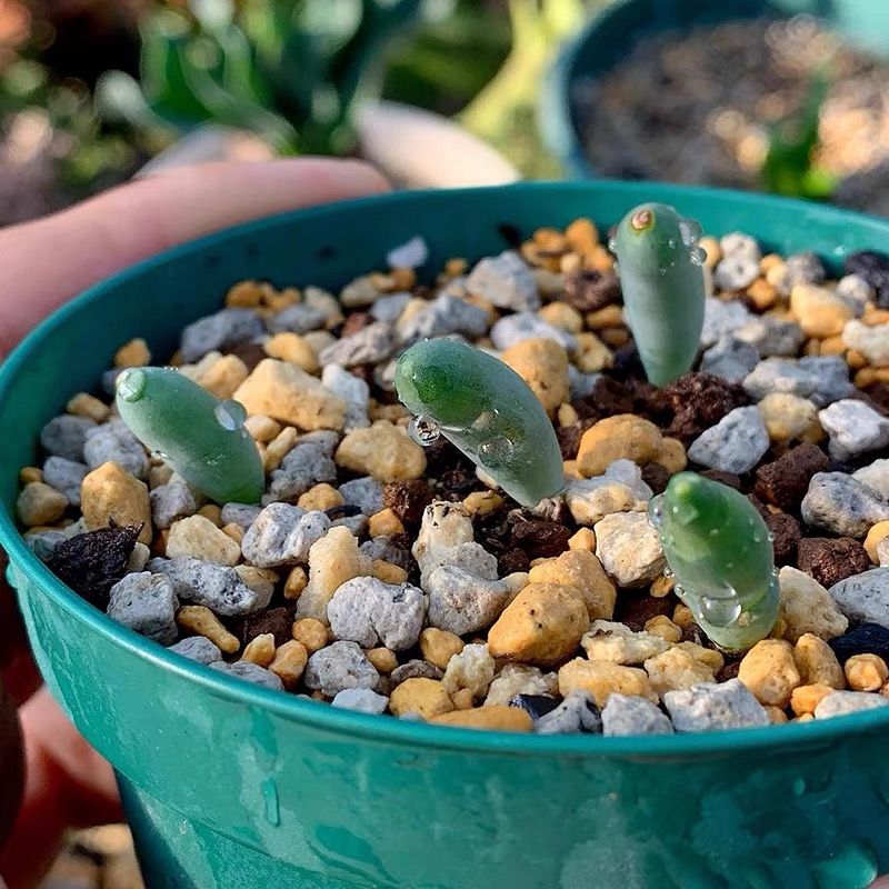 Albuca UNIFOLIATA