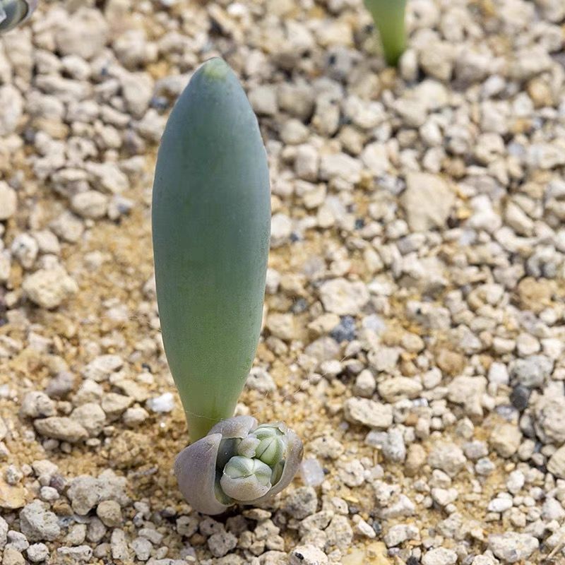 Albuca UNIFOLIATA
