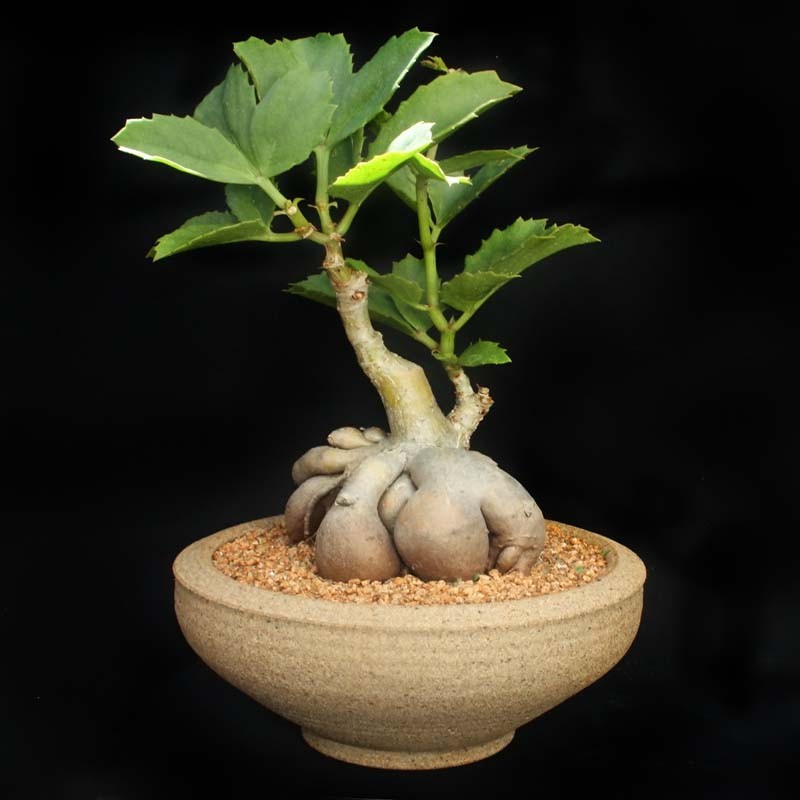 Cissus JUTTAE