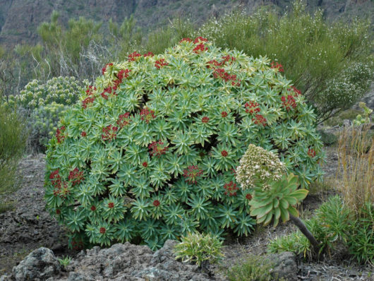 Euphorbia ATROPURPUREA