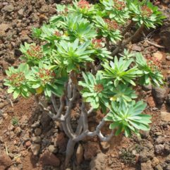 Euphorbia ATROPURPUREA