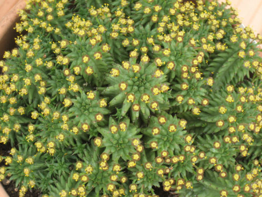 Euphorbia SUZANNAE