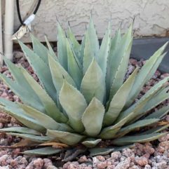 Agave PARRYI v COUESII