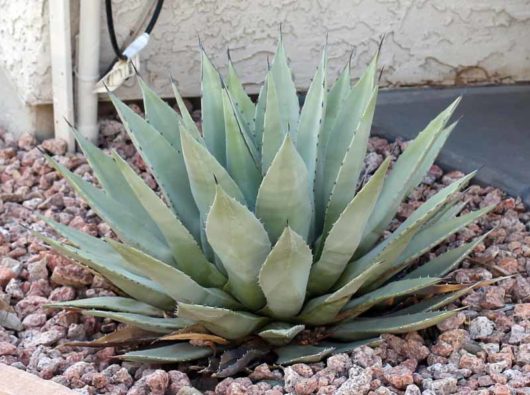 Agave PARRYI v COUESII