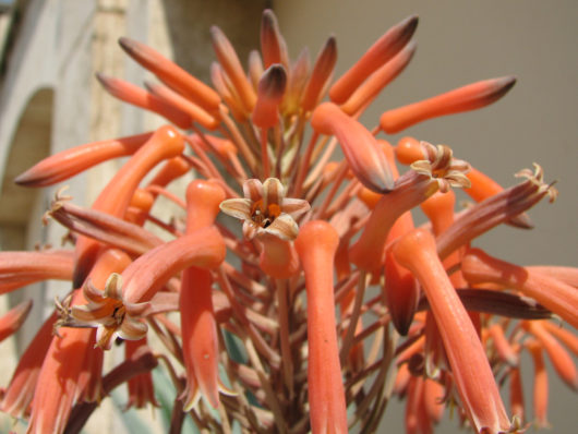 Aloe MACULATA