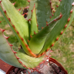 Aloe RUPESTRIS