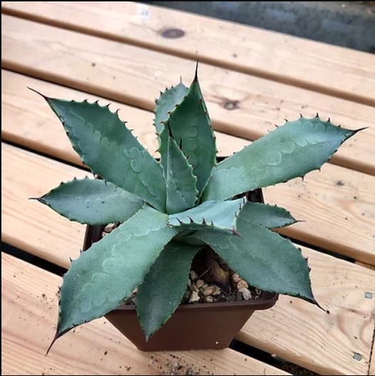 Agave PARRYI v CHIHUAHUA