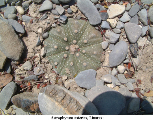Astrophytum ASTERIAS LINARES