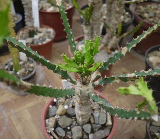 Euphorbia GRANDIDENS