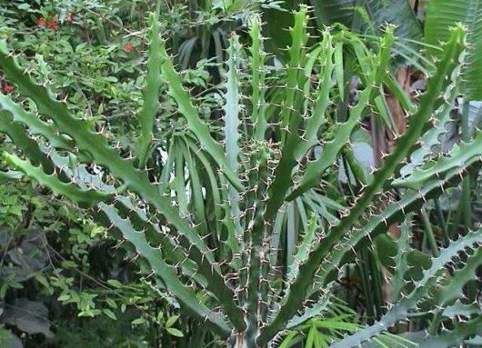 Euphorbia GRANDIDENS