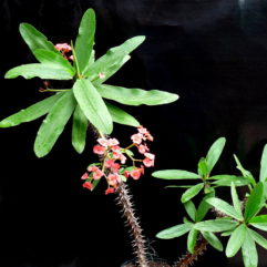 Euphorbia HISLOPII