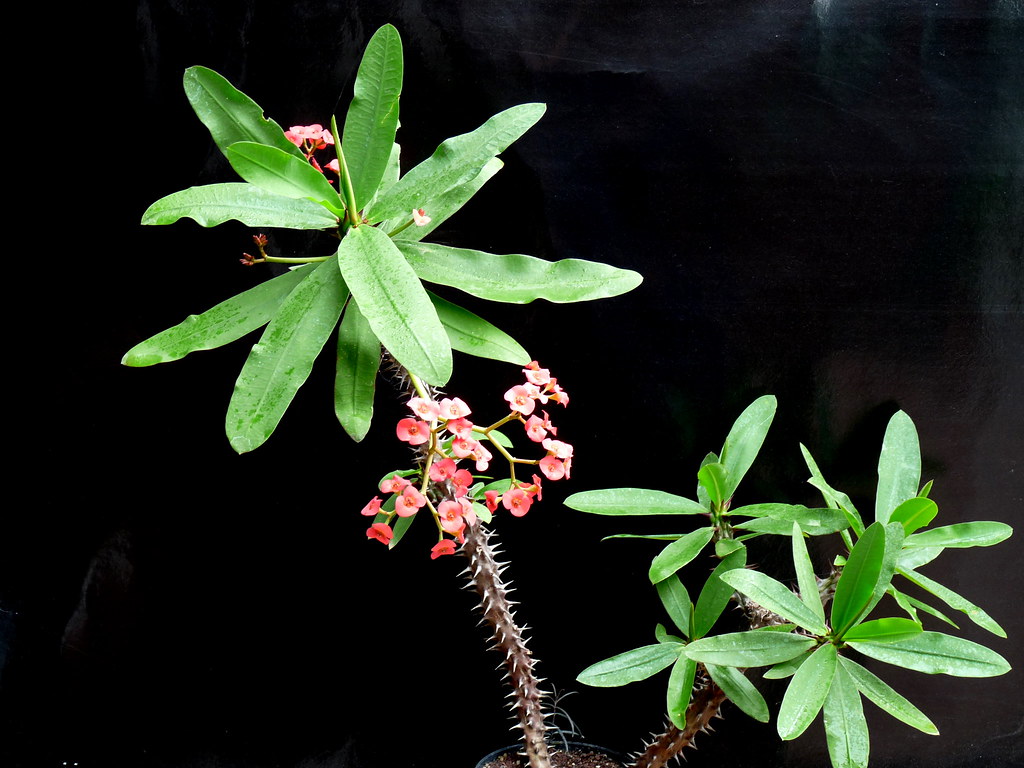 Euphorbia HISLOPII