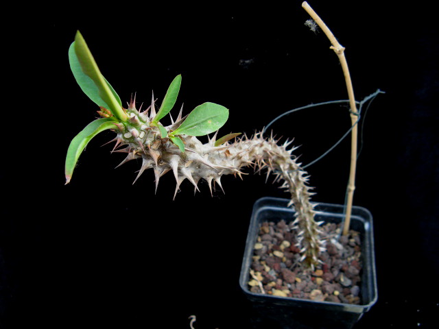 Euphorbia HISLOPII