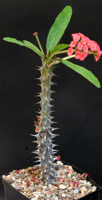 Euphorbia HISLOPII