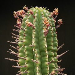 Euphorbia INCONSTANTIA