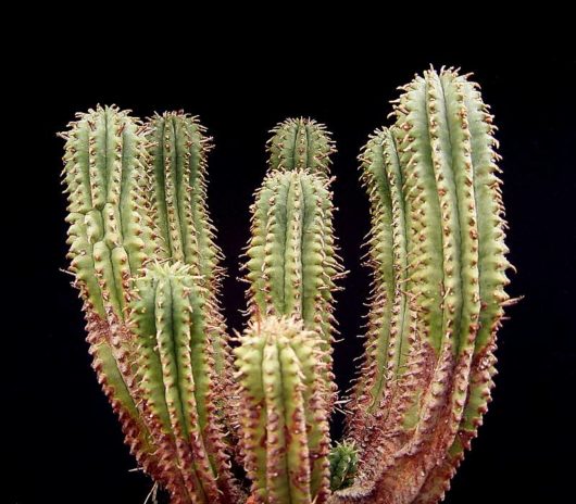 Euphorbia INCONSTANTIA