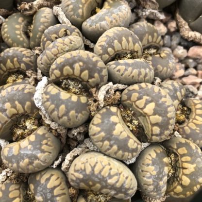 Lithops OTZENIANA SH531