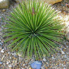 Agave STRICTA