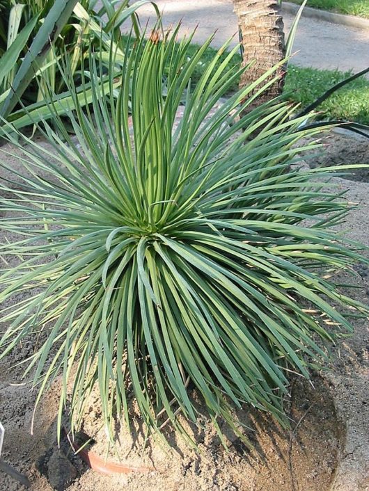 Agave STRICTA