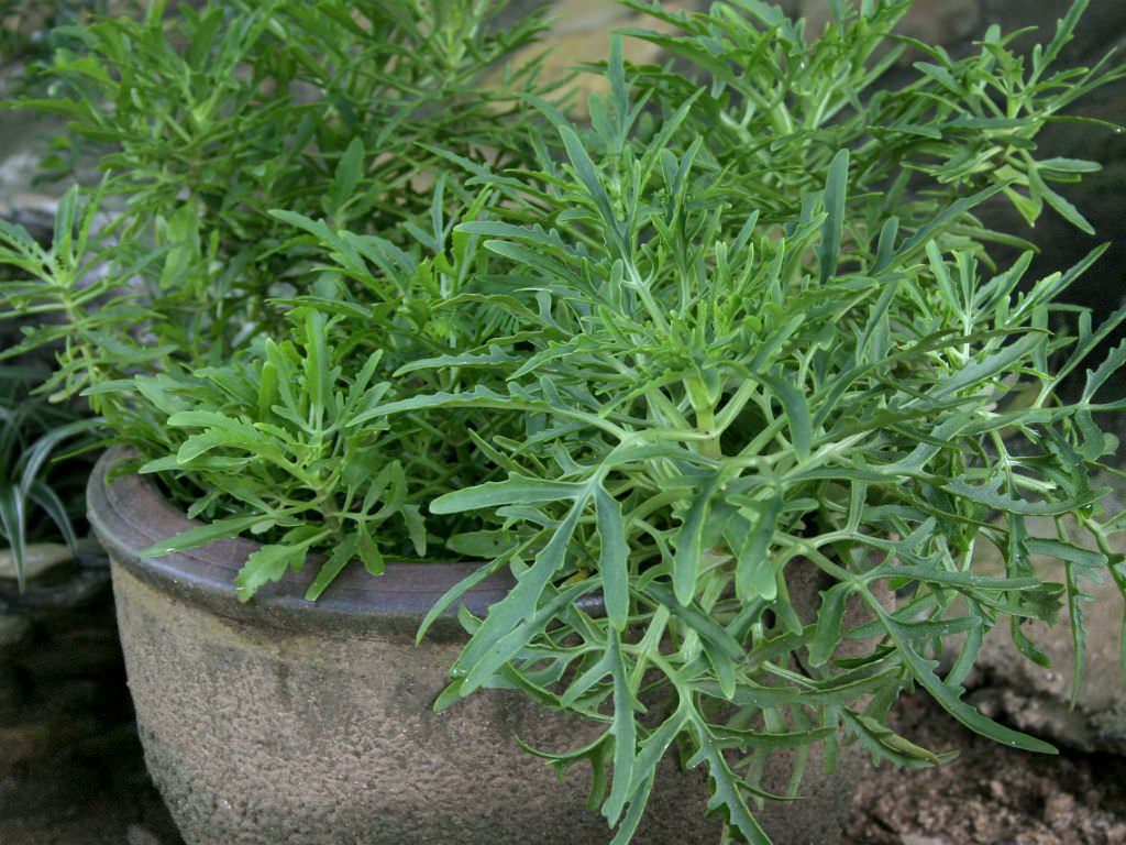 Kalanchoe LACINIATA