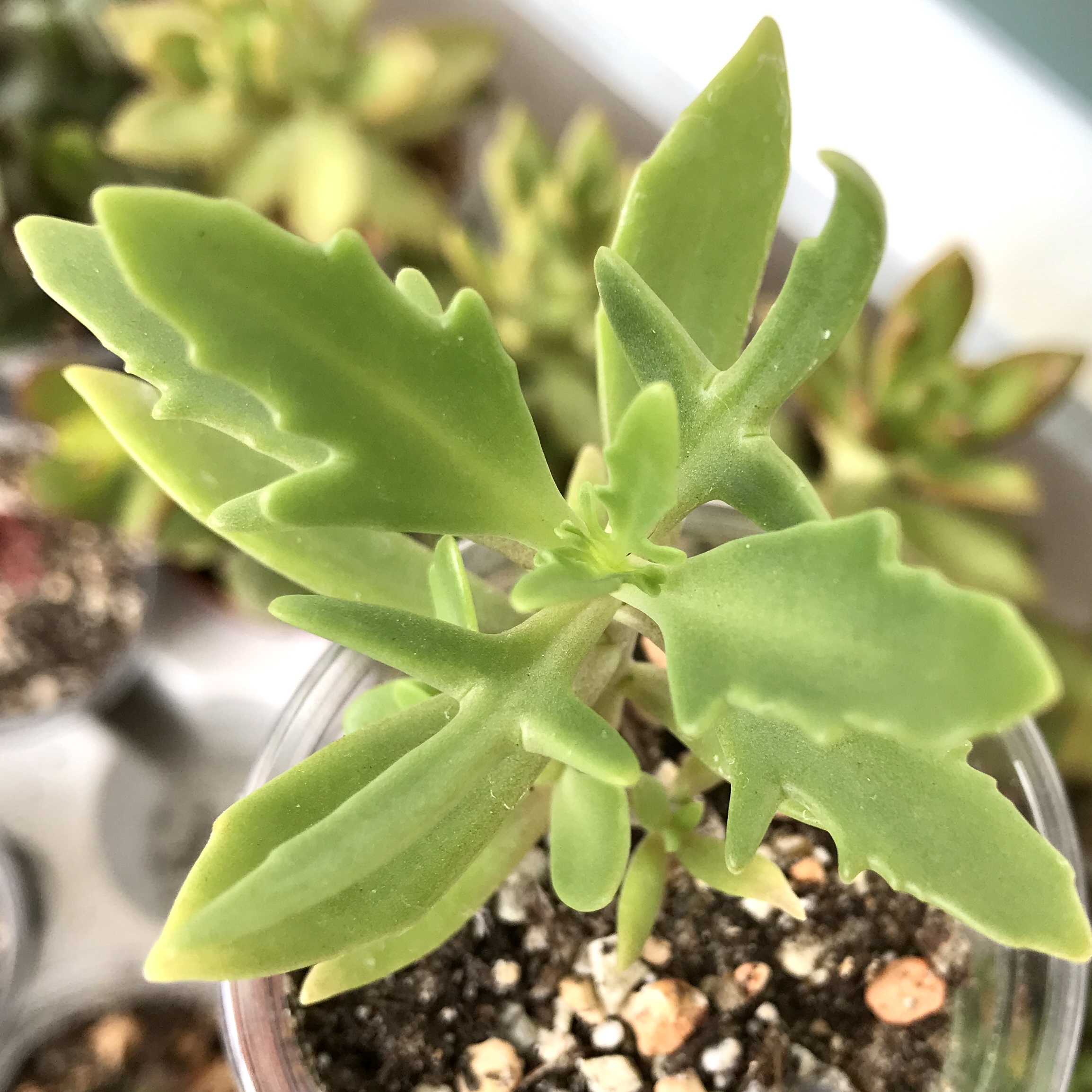 Kalanchoe LACINIATA