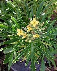 Kalanchoe LACINIATA