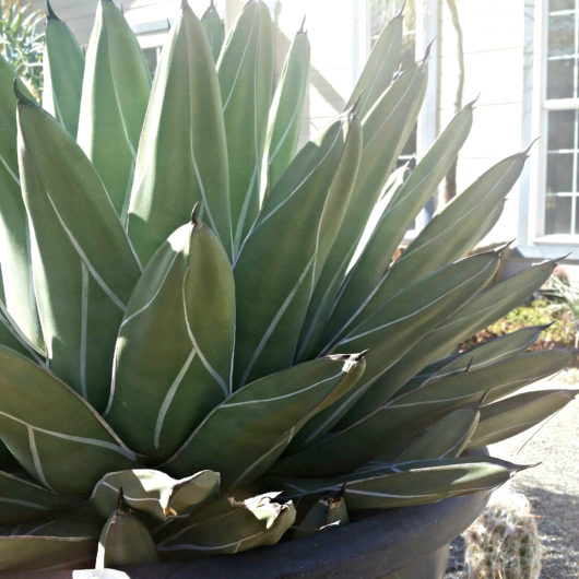 Agave NICKELSIAE