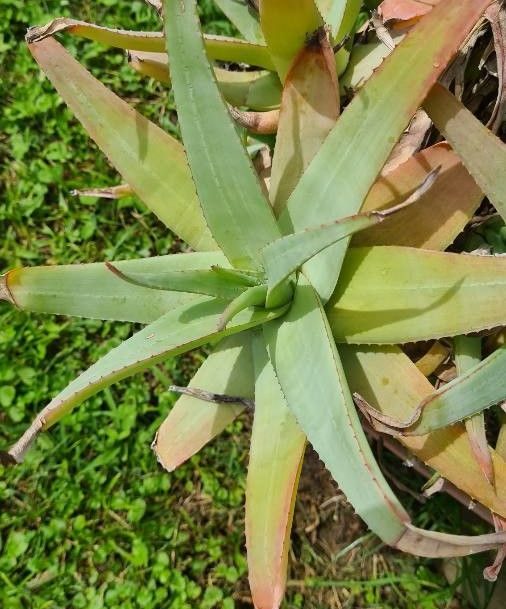 Aloe CASTANEA