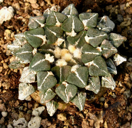 Ariocarpus KOTSCHOUBEYANUS v SLADKOVSKYI