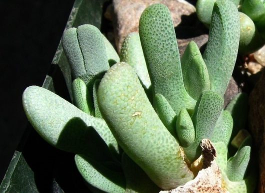 Cheiridopsis SCHLECHTERI