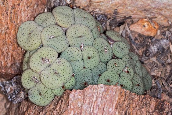 Conophytum JUCUNDUM