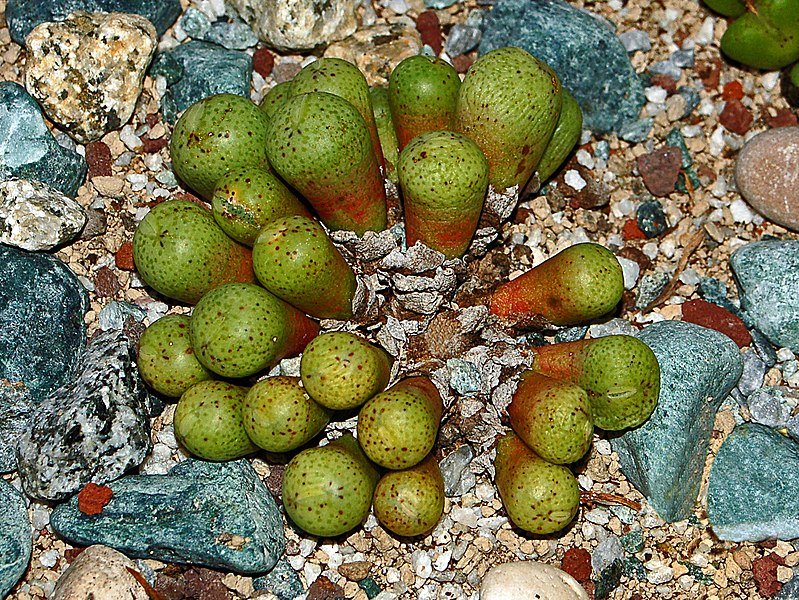 Conophytum JUCUNDUM