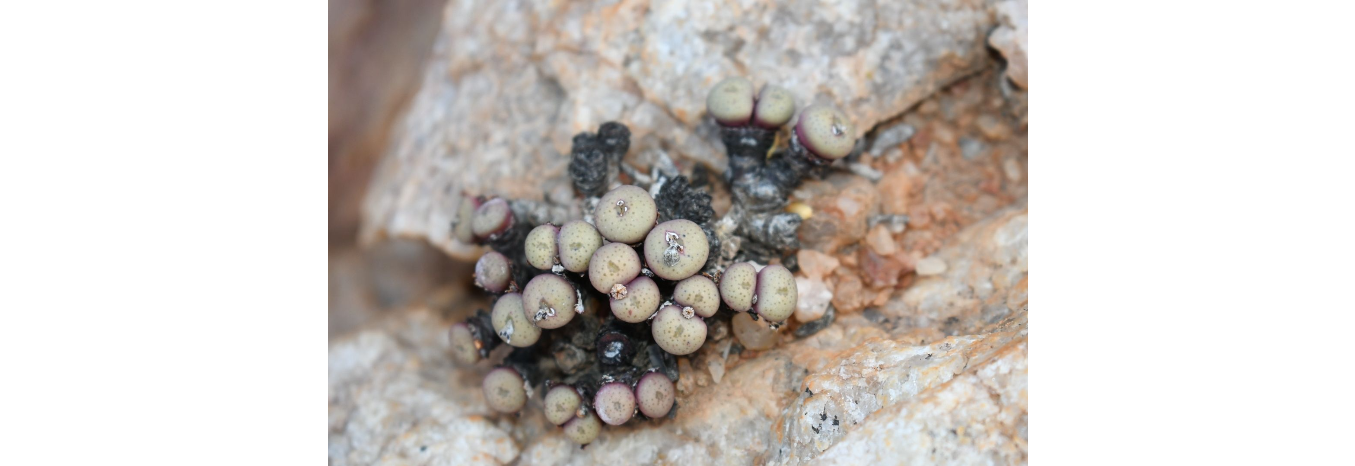 Conophytum JUCUNDUM