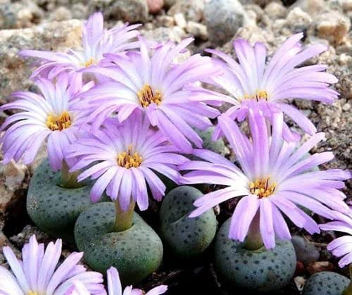 Conophytum JUCUNDUM