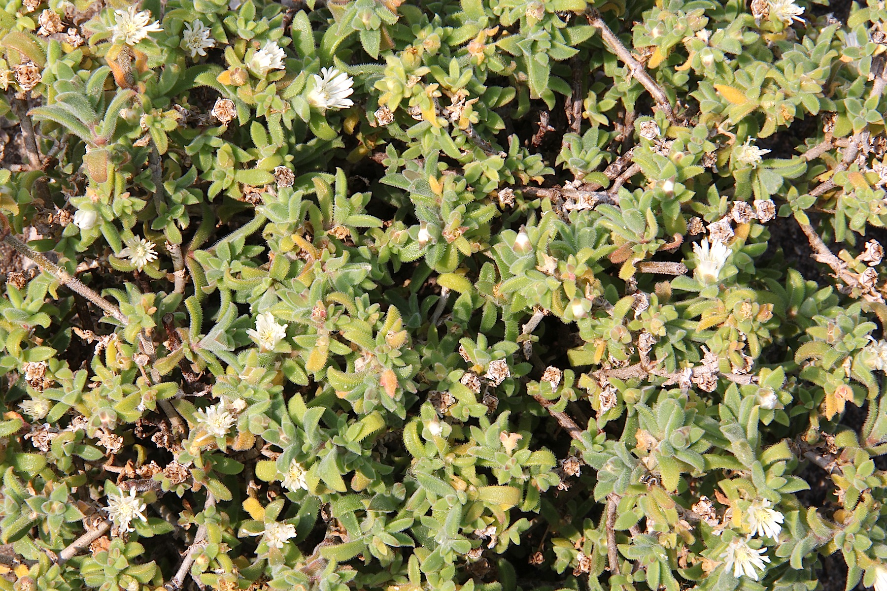 Delosperma ECKLONIS